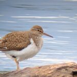 Common Sandpiper