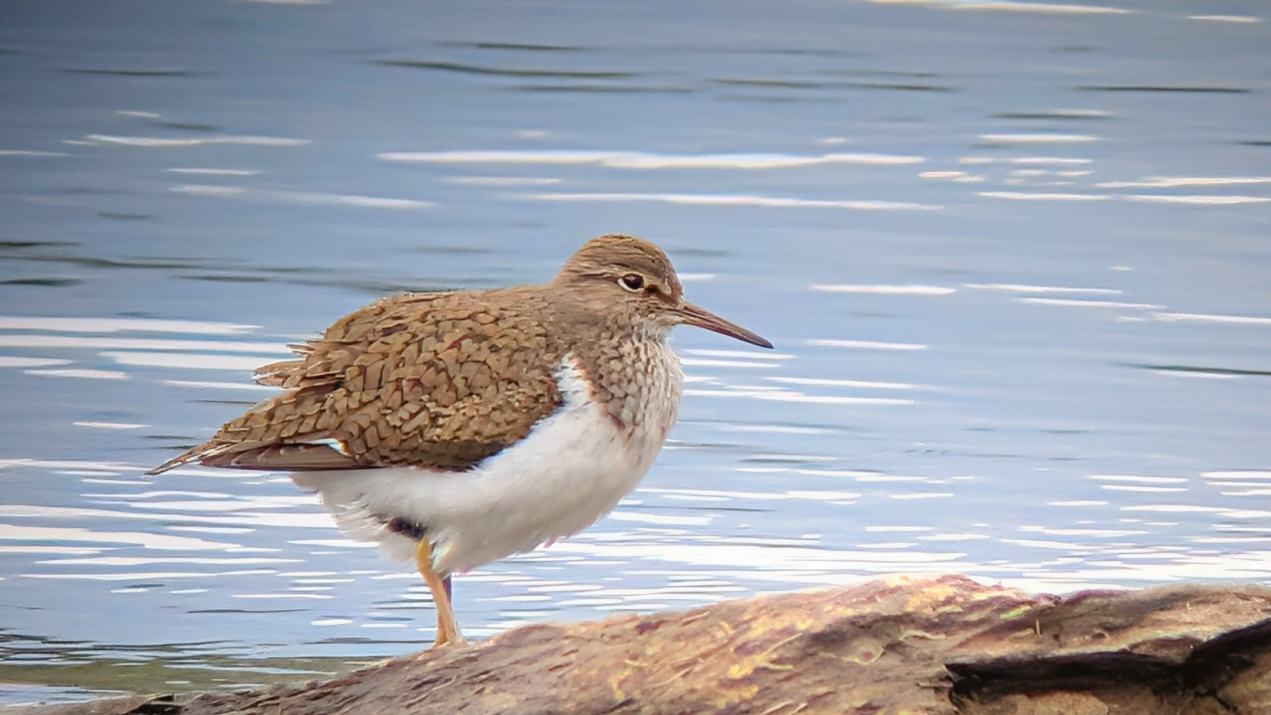 Common Sandpiper