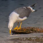 An adult Lesser Black-backed Gull facing left of forward, stood on a rock in a lake. Stooping forward with its beak hovering above the water surface, ready to take a drink.