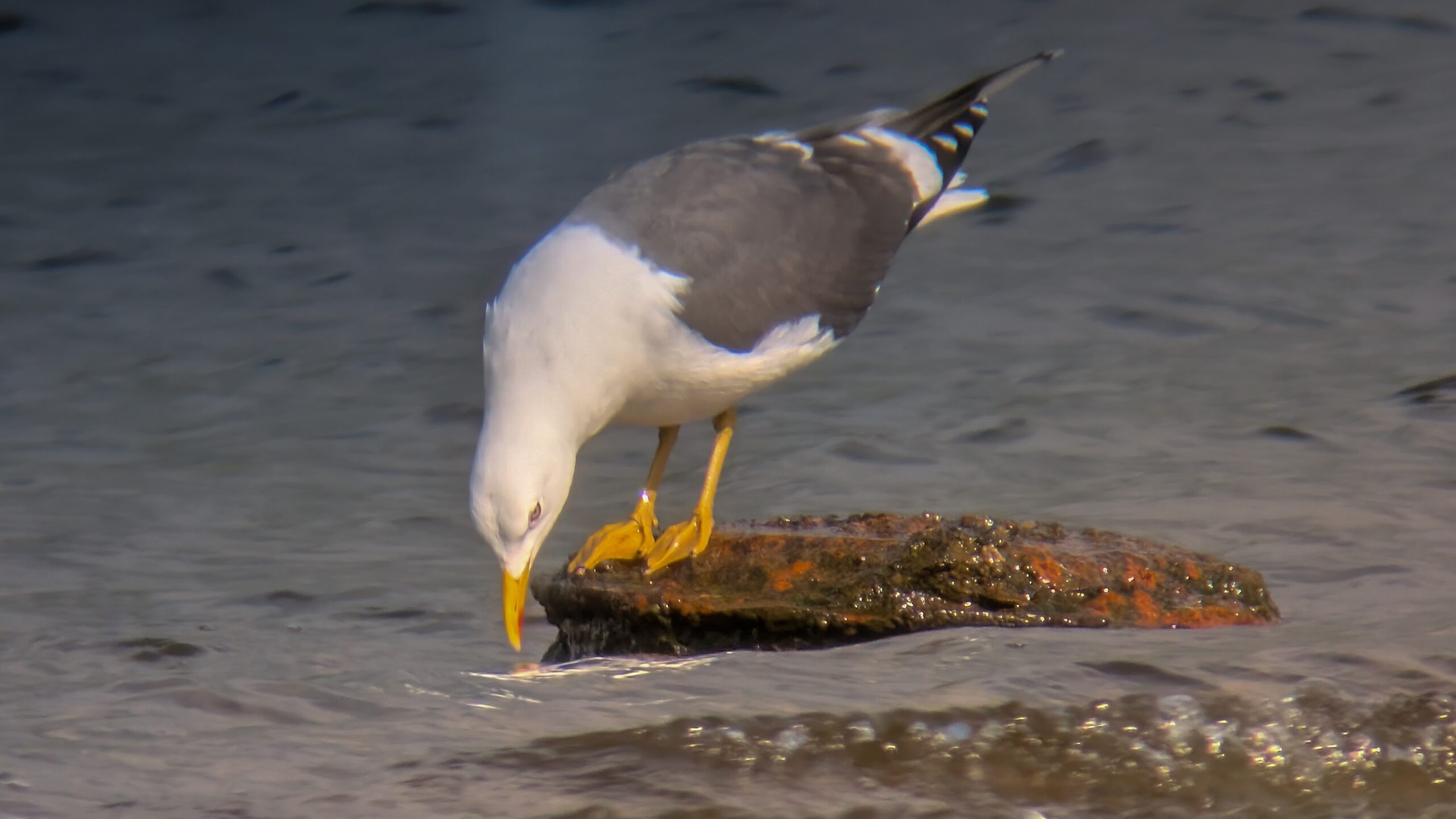 An adult Lesser Black-backed Gull facing left of forward, stood on a rock in a lake. Stooping forward with its beak hovering above the water surface, ready to take a drink.