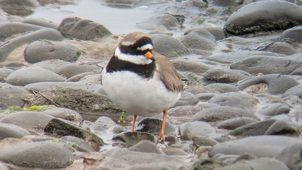 A Ringed Plover stood on small rocks. Stood front on and slightly left, its head is looking slightly right.