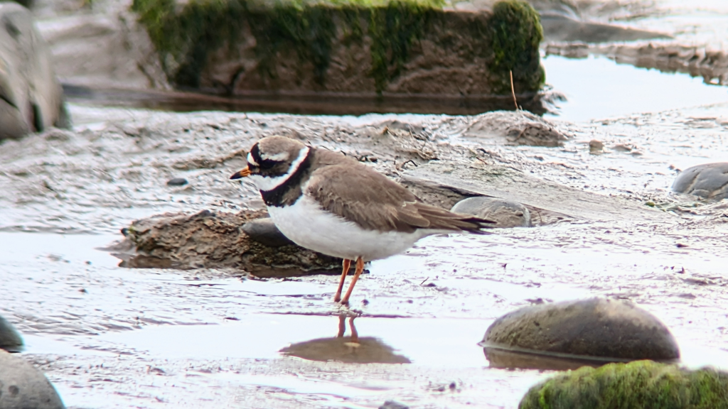 A Ringed Plover stood on mud near to some big rocks.. Stood side on and facing left.