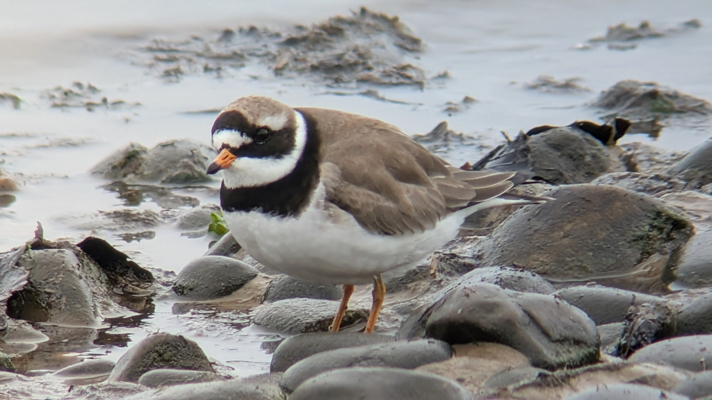 A Ringed Plover stood on small rocks. Stood side on and slightly left of front on.
