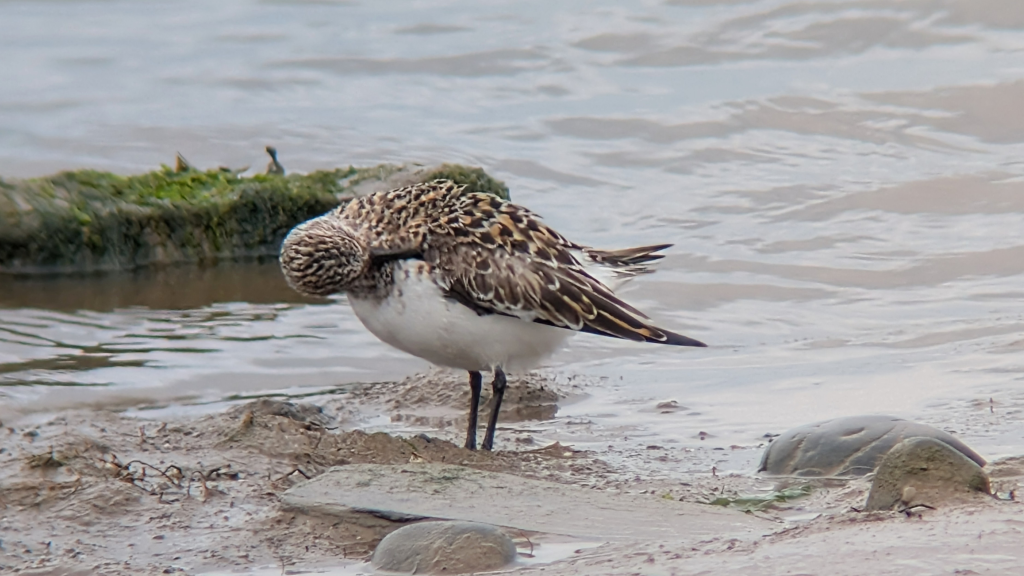A Sanderling in almost full breeding plumage, stood on a muddy shore, side on, preening its wing coverts.