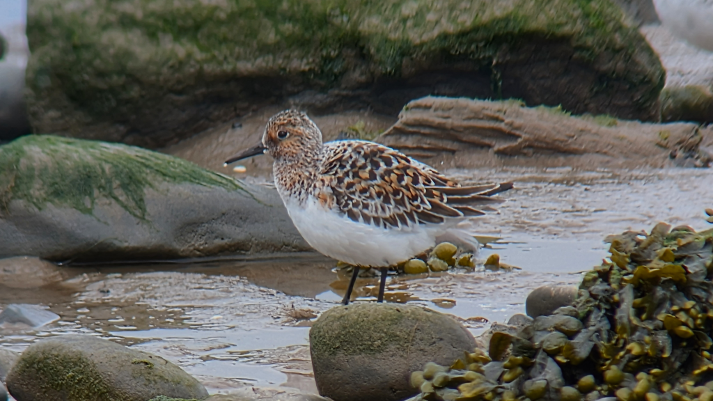 A Sanderling in almost full breeding plumage, stood on a muddy shore, behind a rock, side on, facing left.