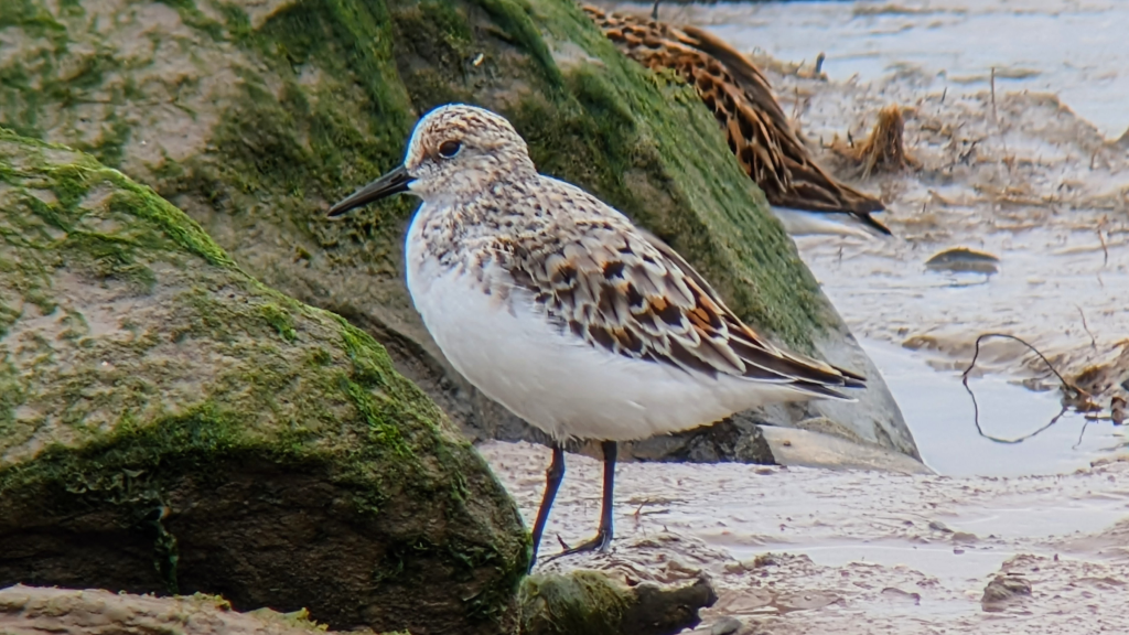 A Sanderling transitioning into breeding plumage, stood on a muddy shore, next to a big rock, side on, facing left.