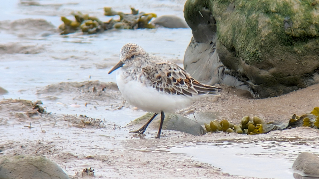 A Sanderling transitioning into breeding plumage, stood on a muddy shore, next to a big rock, side on, facing left.