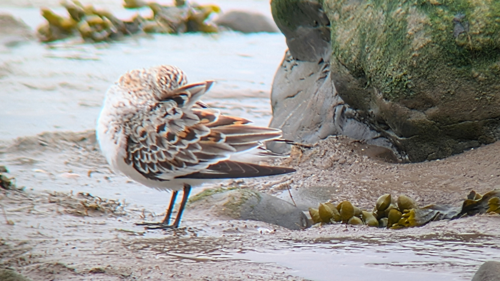 A Sanderling transitioning into breeding plumage, stood on a muddy shore, next to a big rock, side on, facing left, preening its scapular feathers.