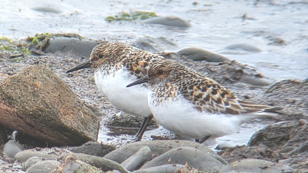 Two Sanderling in almost full breeding plumage, stood on a rocky shore, facing left.