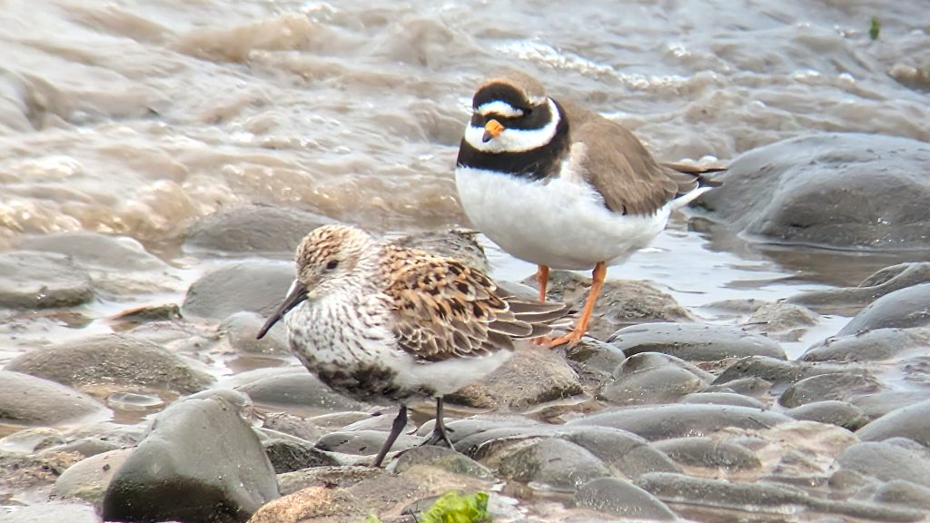 A candidate Tundra Ringed Plover stood behind a Southern Dunlin (shinzii) on rocks in front of a small pool.