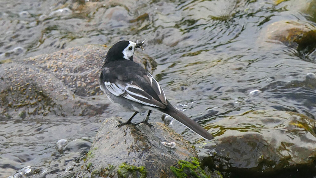 A Pied Wagtail perched on a rock tail first, but turning it's head to the right. Showing its white face contrasting with the black head, back and tail in turn contrasting with the white edged flight feathers and outer tail feathers.
