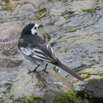 A Pied Wagtail perched on a rock tail first, but turning it's head to the right. Showing its white face contrasting with the black head, back and tail in turn contrasting with the white edged flight feathers and outer tail feathers.