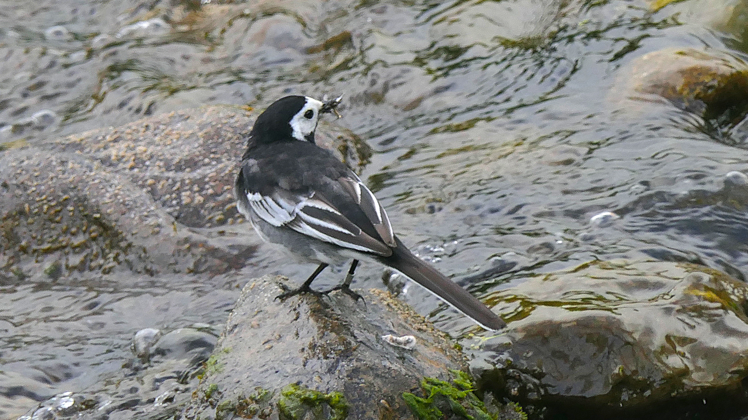 A Pied Wagtail perched on a rock tail first, but turning it's head to the right. Showing its white face contrasting with the black head, back and tail in turn contrasting with the white edged flight feathers and outer tail feathers.