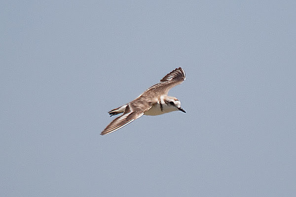 A male Kentish Plover in flight against a blue sky. Photographed in Spain