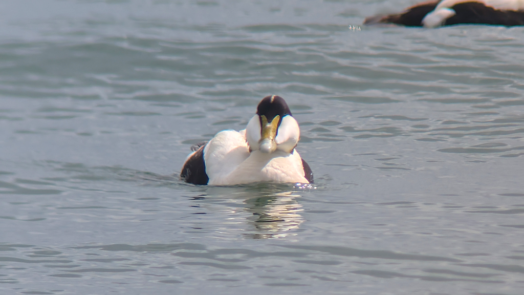 Common Eider drake swimming towards the lens.