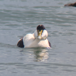 Common Eider drake swimming towards the lens.