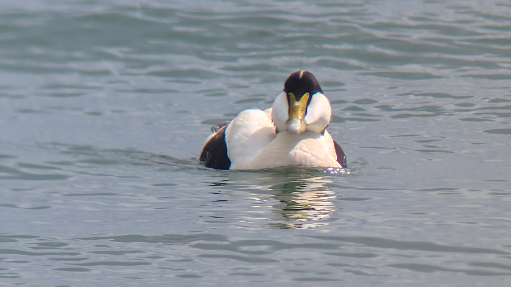 A drake Common Eider sitting on the water, face on.