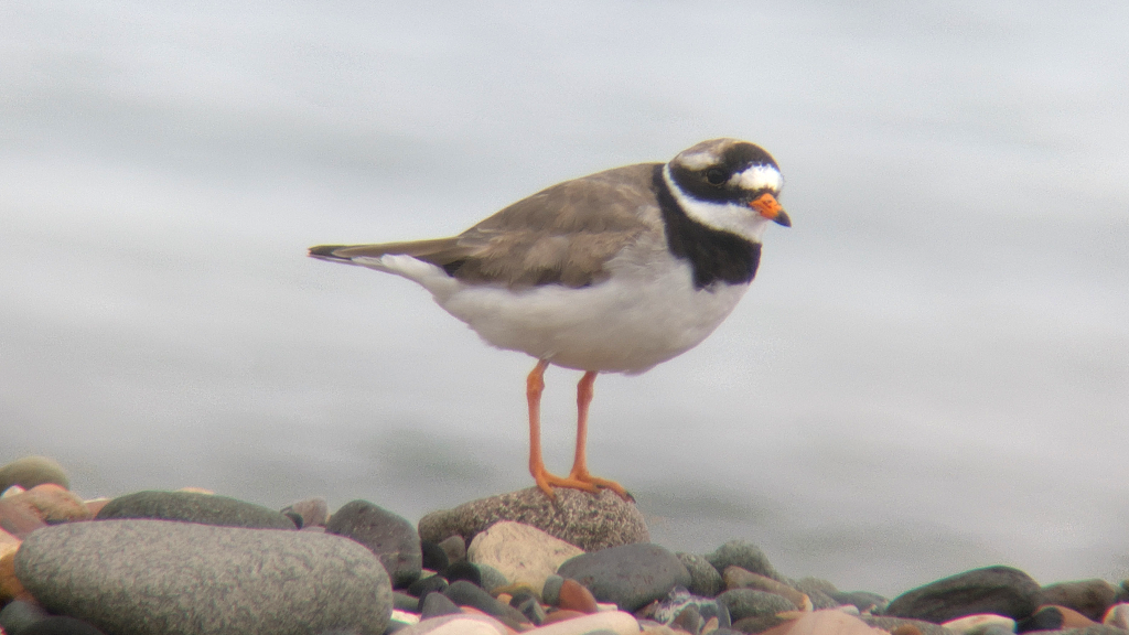 Common Ringed Plover stood side on, on a rock.