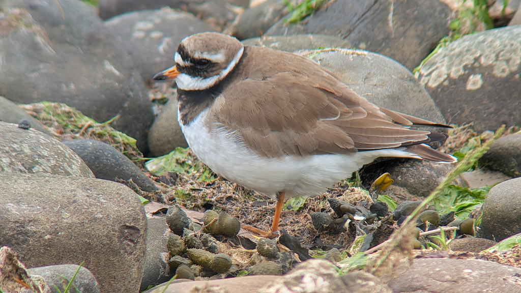 Tundra Ringed Plover facing left stood near some rocks.