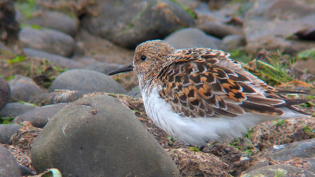 A Sanderling in fabulous breeding plumage, facing left stood on some rocks.