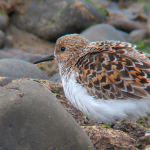 A Sanderling in fabulous breeding plumage, facing left stood on some rocks.