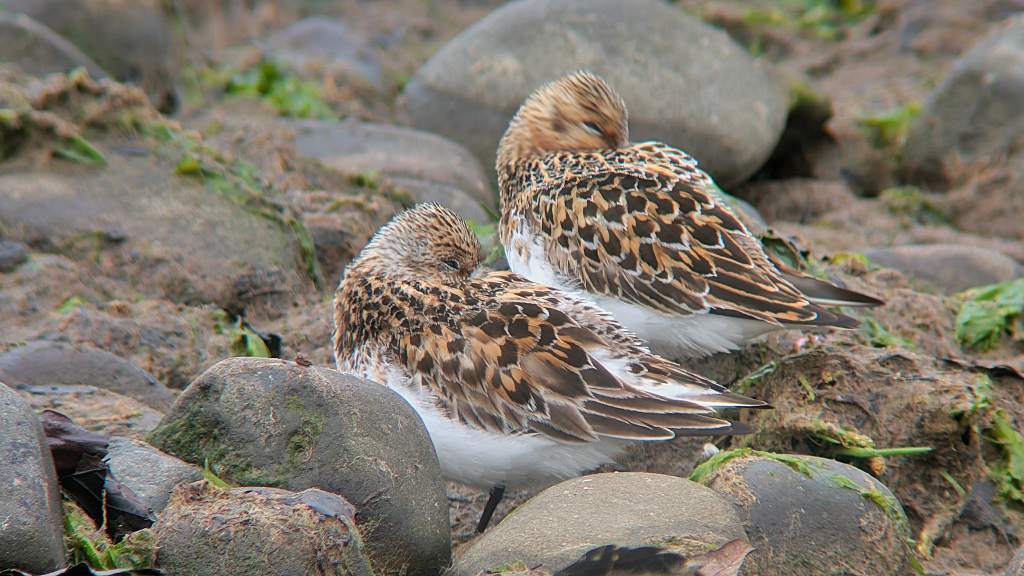 Two roosting Sanderling in fabulous breeding plumage, facing left stood on some rocks.