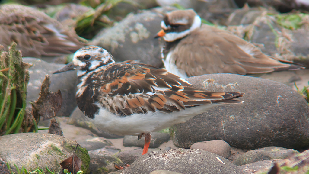 Ruddy Turnstone in splended breeding plumage facing left, side on in front of a Tundra Ringed Plover.