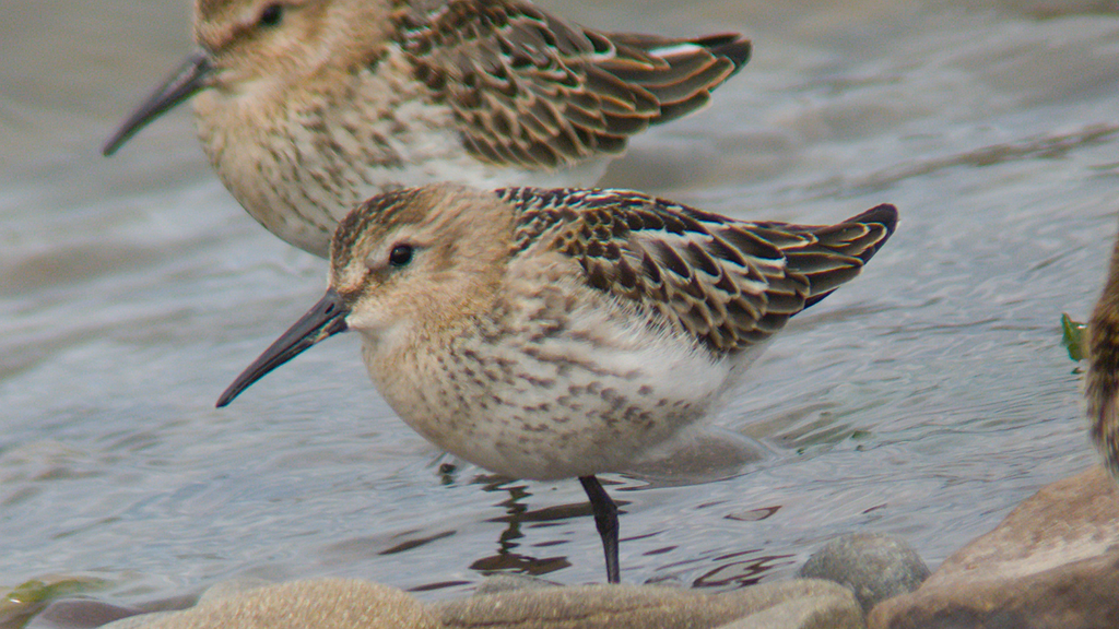 Two Dunlin facing left perched on the shoreline