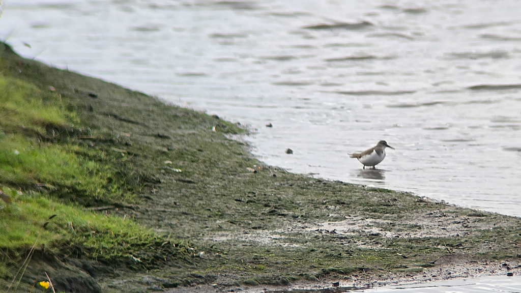 Common Sandpiper stood in a pool close to the shoreline