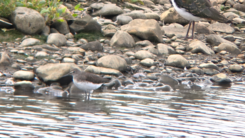 Green Sandpiper stood on the rocky edge of the pool.