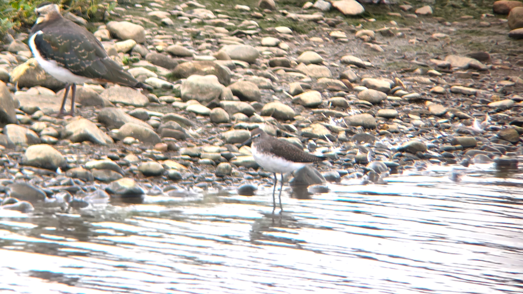 Green Sandpiper stood on the rocky edge of the pool.