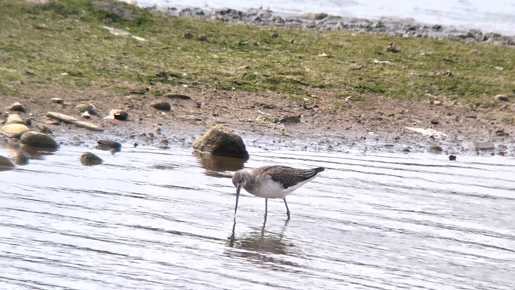 Common Greenshank probing its long bill into shallow water