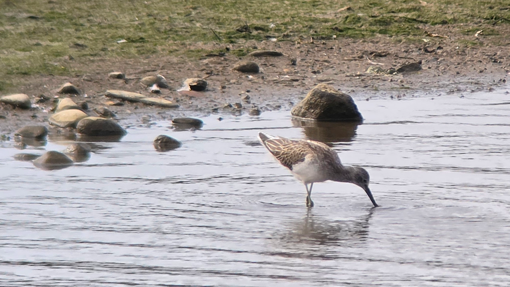 Common Greenshank probing its long bill into shallow water