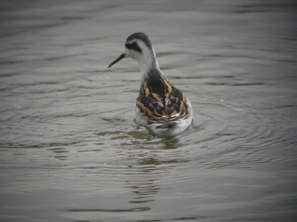 Juvenile Red-necked Phalarope spinning on a tarn