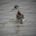 Juvenile Red-necked Phalarope spinning on a tarn
