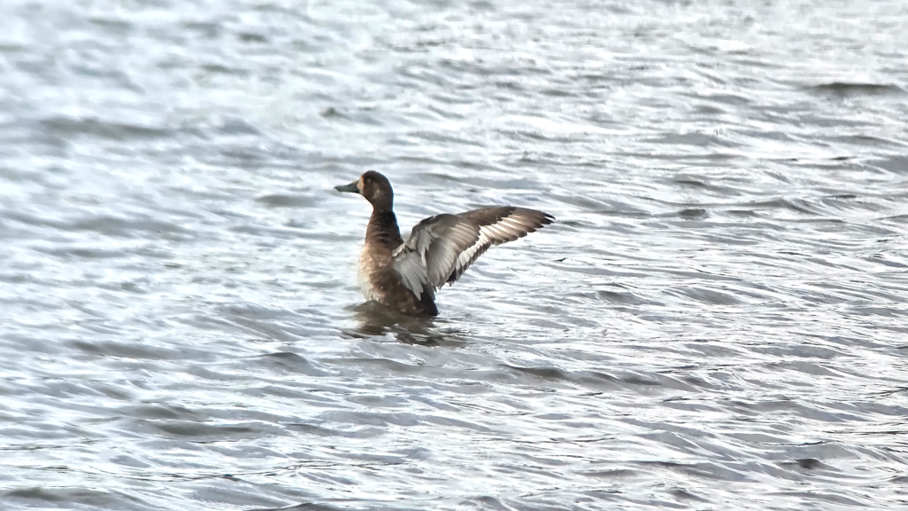 Female Greater Scaup flapping her wings