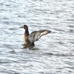 Female Greater Scaup flapping her wings
