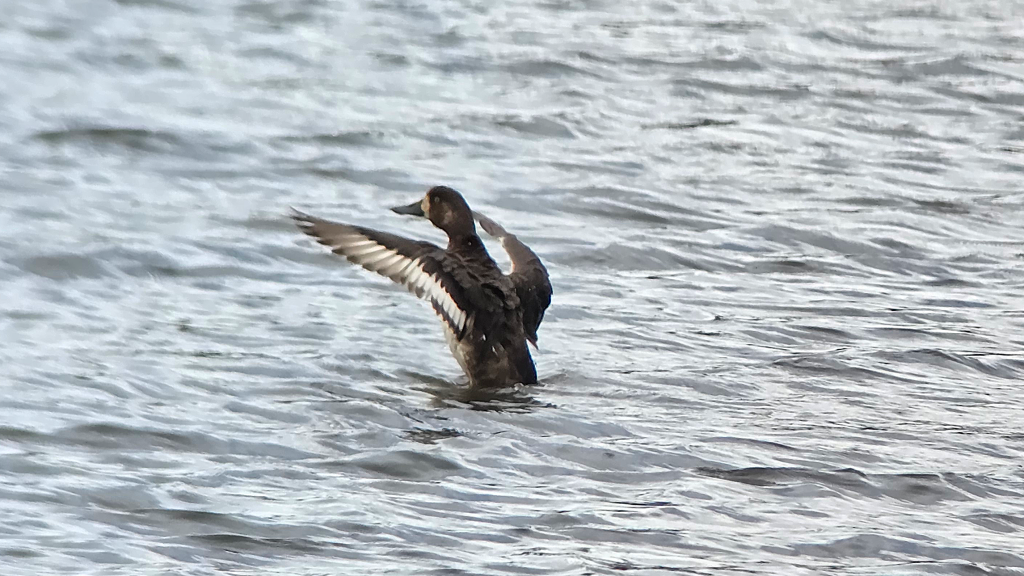 Female Greater Scaup flapping her wings