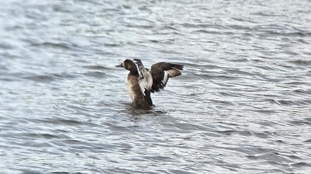 Female Greater Scaup flapping her wings