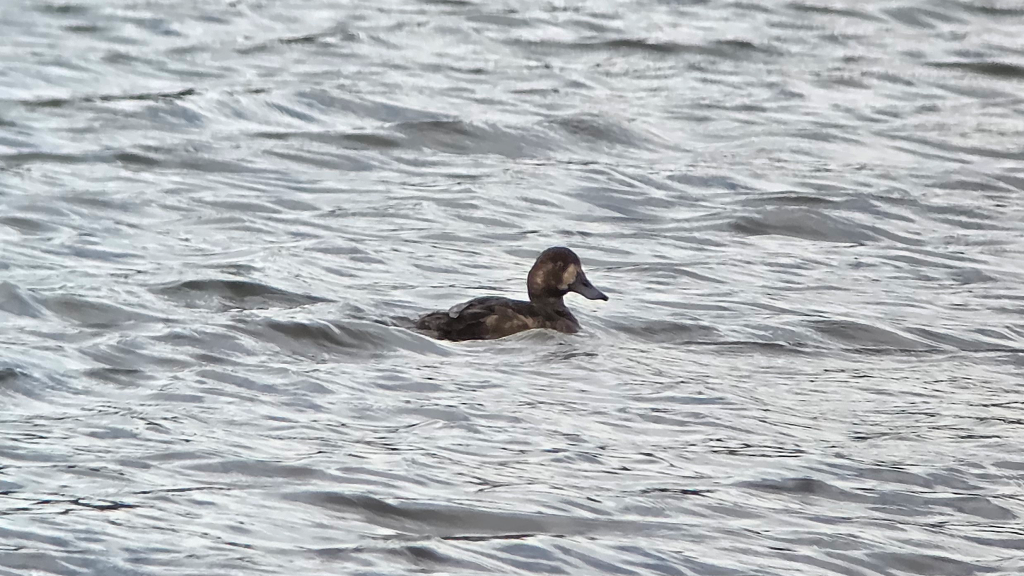 Female Greater Scaup on a pool and facing right