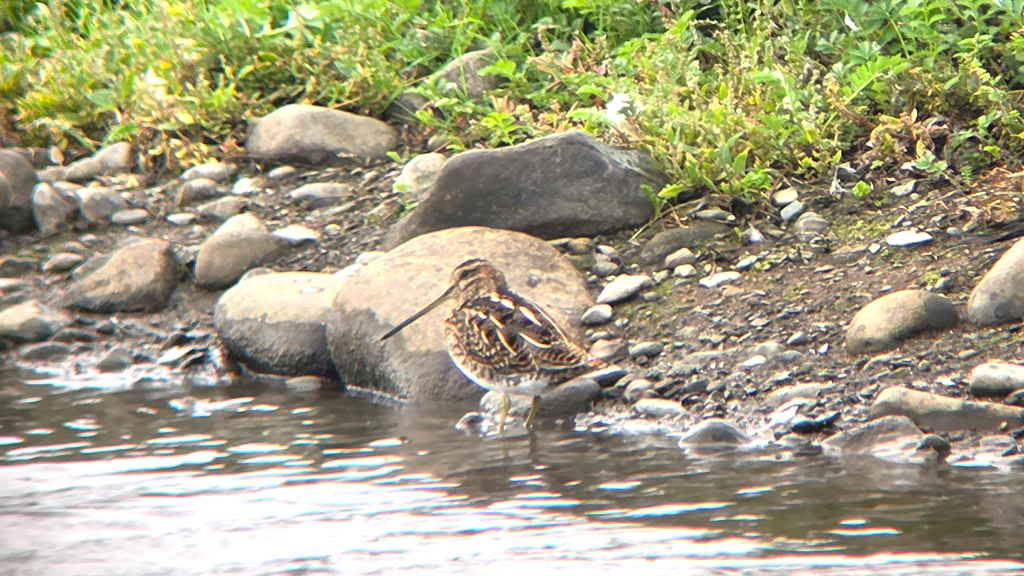 Common Snipe perched by a rock on the edge of a pool